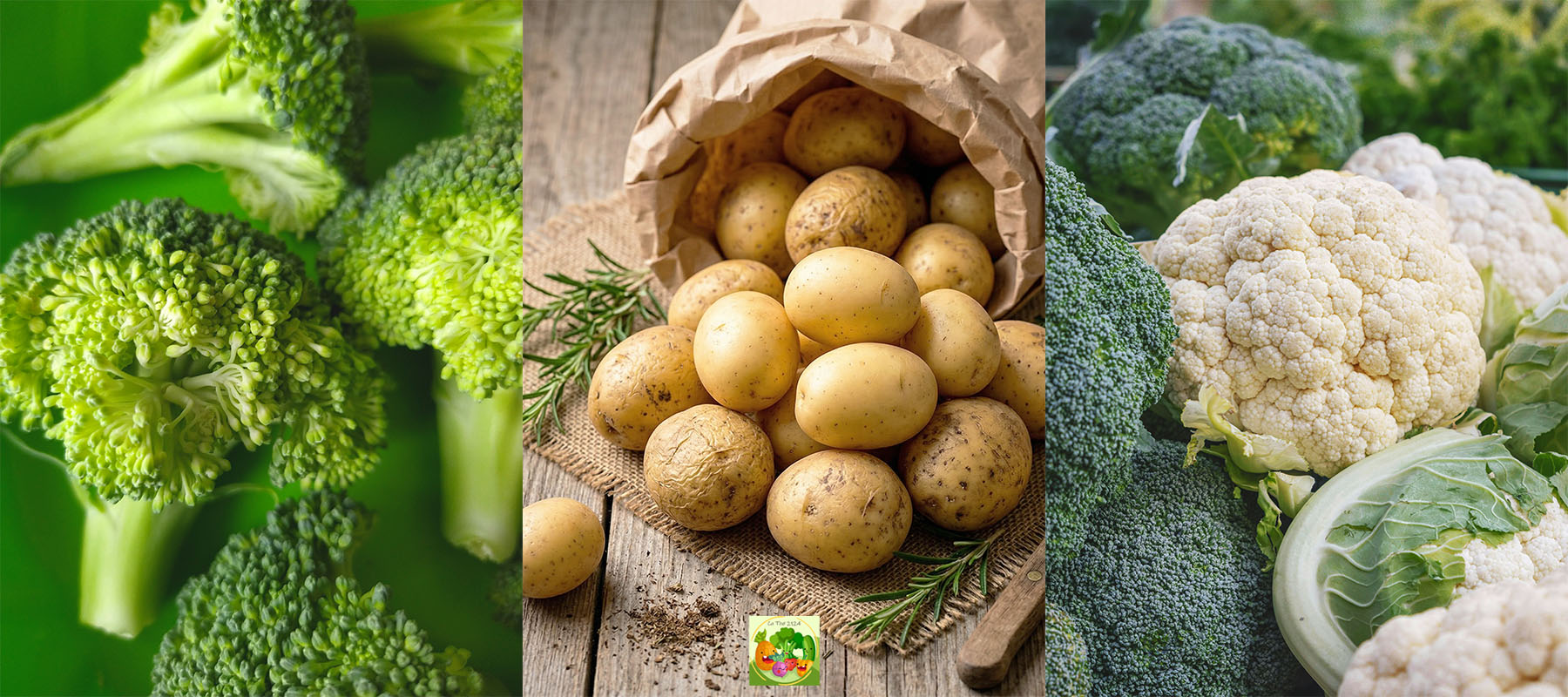 cửa hàng rau sạch organic tphcm