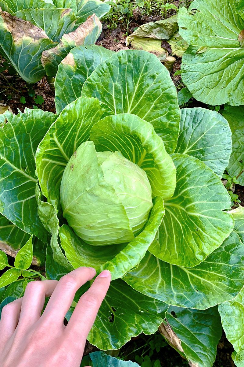 cung cấp rau sạch đà lạt